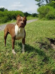 The american pit bull terrier (apbt) is a dog breed recognized by the united kennel club (ukc) and the american dog breeders association (adba), but not the american kennel club (akc). American Pitbull Terrier Red Nose Buster Home Facebook