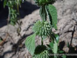 Image result for Leucas martinicensis