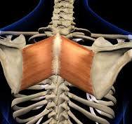Rhomboïde : anatomie, rôles & renforcement par un coach