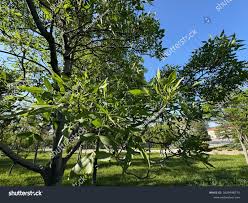 Image result for Fraxinus velutina