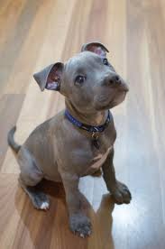 Cutest Puppy In The World Little Blue English Staffordshire Bull Terrier Puppy Staffy Staffie Blue Staffo Baby Animals Cute Baby Animals Cute Puppies