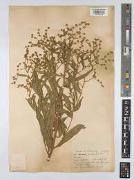 Image result for Vernonanthura polyanthes