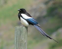 Black Billed Magpie Celebrate Urban Birds Soroka Zhivopis Fotografii
