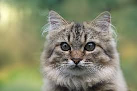 The maine coon cat is one of the largest domesticated breeds of felines. 6 Free Maine Coon Mix Persian Cat Photos