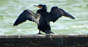 mehmet boztas adli kullanicinin mehmet boztas fotograf calismalari panosundaki pin fotograf calisma