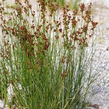 Image result for Juncus exsertus