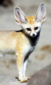 Col Fennec Tilkisi Komik Hayvan Hayvanlar Hayvan