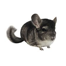 Petco is a leading pet specialty retailer that provides pet products, services, advice, and experiences. Chinchillas For Sale Chinchilla Lanigera Petco