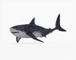 Megalodon Rigged 3d Model Cgtrader Megalodon Megalodon Shark Shark Drawing