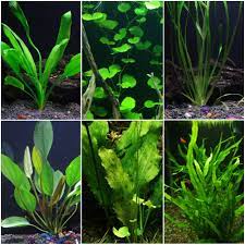 Requires more skill to maintain than a cool water aquarium. Discus Warm Water Aquarium Plant Bundle Buy Online In Burkina Faso At Burkinafaso Desertcart Com Productid 87837173