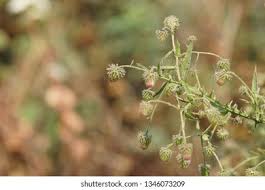Image result for Laggera crispata