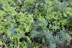 Image result for Scutia