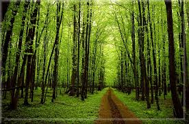 Narakam the war economies (extended version). Trees Mentioned In The Quran And Sunnah