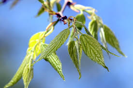 Amateur arborists are not the only ones confused over the identification of. Tree Spotlight European Hackberry Canopy Canopy