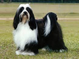 Tibetan in dogs & puppies for sale. Philippines Tibetan Terrier Breeders Grooming Dog Puppies Reviews Articles Muamat