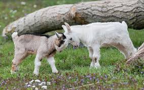 Baby Goat 1080p 2k 4k 5k Hd Wallpapers Free Download Wallpaper Flare A person likened to a goat, in. baby goat 1080p 2k 4k 5k hd