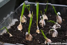 Jika anda melakukan cara menanam daun bawang hidroponik secara masal, maka anda harus menempatkannya di rumah kaca. Cara Budidaya Bawang Putih Di Rumah Dengan Pot Atau Polybag Rumah123 Com
