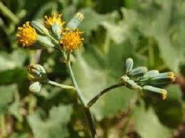 Image result for Senecio milanjianus