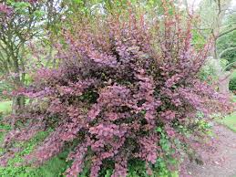 Image result for Berberis