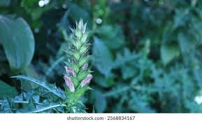 Image result for Acanthus montanus