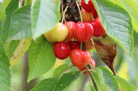 Zwerggehölze für kleine gärten und terrassen. Kleine Obstbaume Diese Gut Tragenden Sorten Sind Kleinwuchsig Hausgarten Net