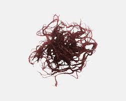 Image result for Droogmansia