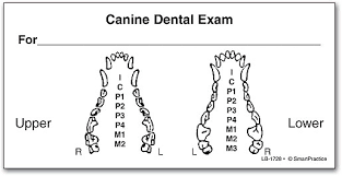 Canine Dental Exam Label Smartpractice Veterinary
