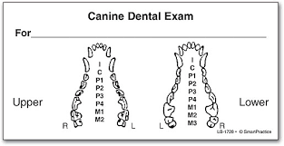 canine dental exam label smartpractice veterinary