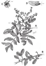 Image result for Schinopsis