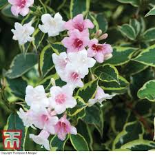 'dark horse' burgundy foliage, deep pink flowers. Weigela Dark Horse Weigela Dark Horse In Gardentags Plant Encyclopedia