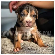 Xl Pitbull Tri Color Merle Bully Pitbull Puppies Pitbulls American Bully
