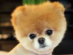Boo Der Facebook Star Gilt Als Sussester Hund Der Welt Hunde Mischlinge Hunde Erziehen Und Susse Hunde