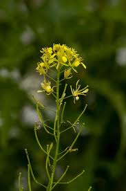 Image result for Erucastrum