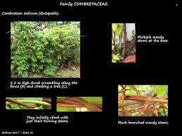 Image result for Combretaceae