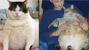Mulai dari gambar lucu bergerak, gambar status lucu orang ganteng, gambar kata kata lucu, gambar gokil, foto lucu dan lain sebagainya. Inilah 5 Kucing Paling Gemuk Di Dunia Penasaran Beratnya Citizen6 Liputan6 Com