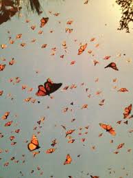 Monarch Butterflies Found On Pinterest Snapshot From Orange Aesthetic Butterfly Wallpaper Wall Collage See more of pinterest aesthetic pictures on facebook.
