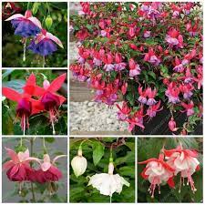 100pcs Rare Fuchsia Lanterns Plants Beautiful Rainbow Fuchsia Garden Flowers Plant Para Jardin Bonsai Tree For Flower Garden Plants Fuchsia Garden Flower Pots