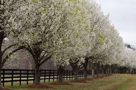 The type of bacterium that causes it has the latin name of erwinia amylovora. 3 Common Problems That Affect Bradford Pear Trees