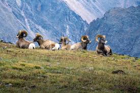 Animals Rocky Mountain National Park U S National Park
