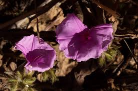 Image result for Ipomoea wightii