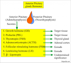 Hypothalamus And Pituitary Gland Hormones Labpedia Net