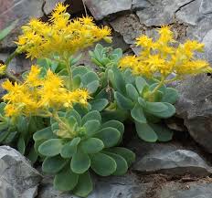 Image result for Sedum