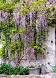Blauregen An Einer Blauen Mauer Mit Bildern Garten Bepflanzung Garten Ideen