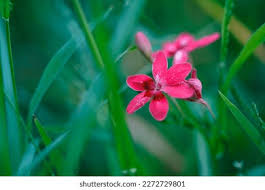 Image result for Freesia laxa