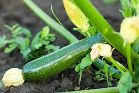 Maybe you would like to learn more about one of these? Beginner S Guide To Growing Radishes Growing Pumpkins Growing Radishes Zucchini