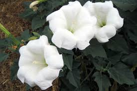Image result for Datura