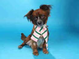 Adopt A Pet Humane Society Of Missouri Http X2f X2f Www Hsmo Org Humane Society Dog Adoption Humane Society Of Missouri