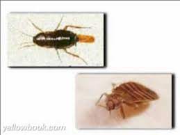 Find pest control providers in fort wayne, indiana. Arab Termite Pest Control Of Fort Wayne In Youtube