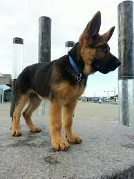 Our new york state sales tax certificate is readily available for you to see. Aldo 3 5 Months German Shepherd Puppies German Shepard Puppies Dogs