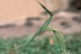 Image result for Paspalum vaginatum
